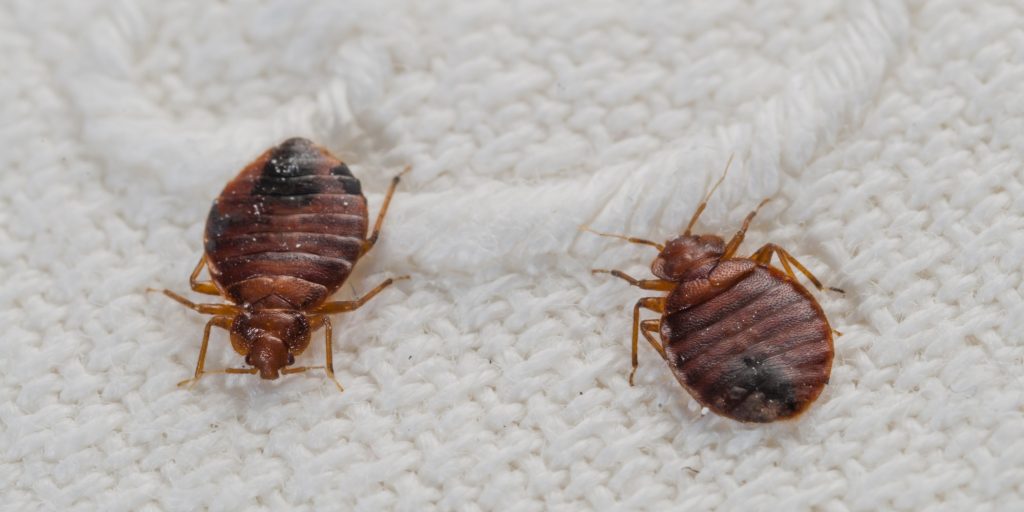 bed-bug-removal-sandwell