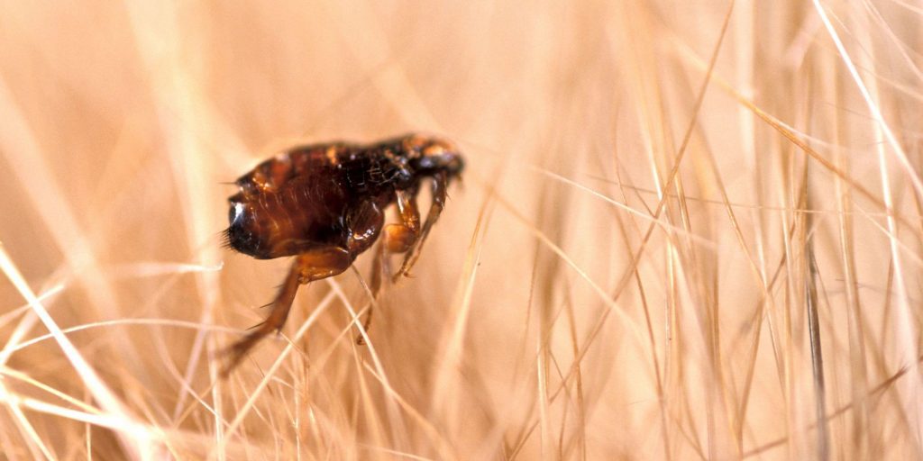flea-removal-sandwell